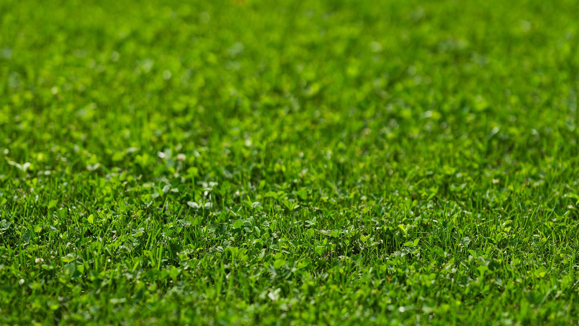 Microclover®: the natural solution for a green lawn